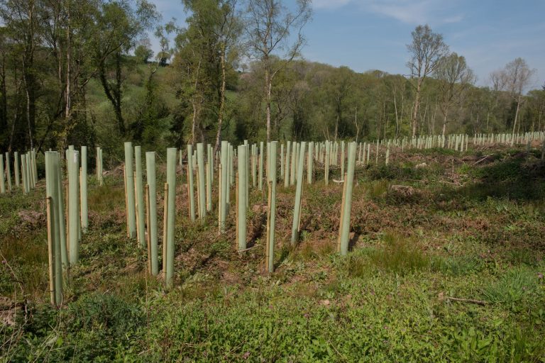 Plantation,Of,Newly,Planted,Trees,Supported,By,Wooden,Stakes,And