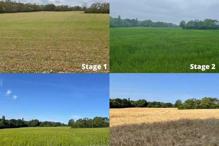 Barley after digestate (1)