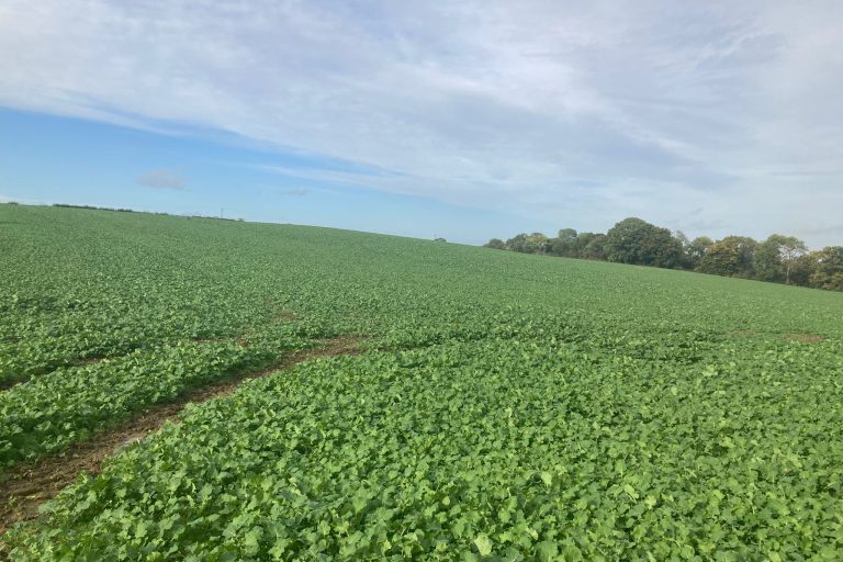 Digestate OSR 1
