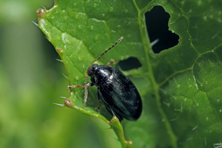 Cabbage,Stem,Flea,Beetle,(psylliodes,Chrysocephala),On,Oilseed,Rape,(brassica