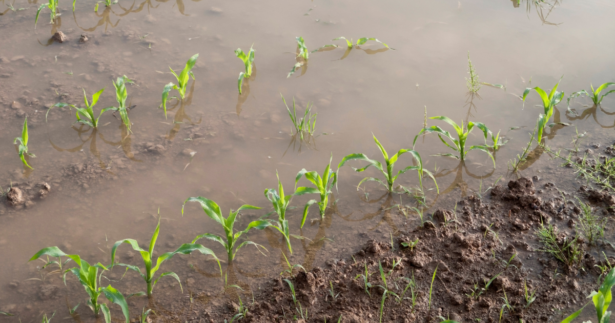 Water Logged Crops
