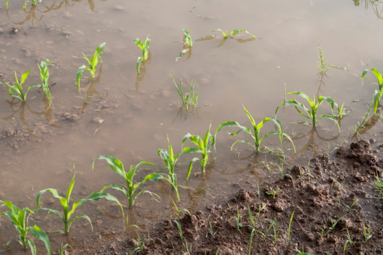 Water Logged Crops