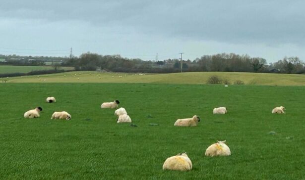 Sheep-Digesate-Grassland