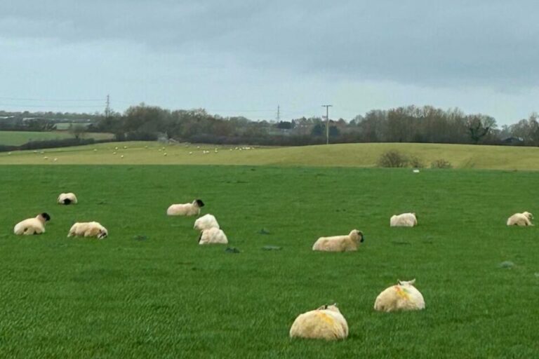 Sheep-Digesate-Grassland
